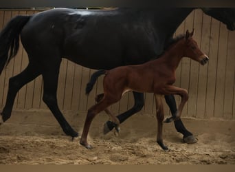 Hanoverian, Mare, , 16 hh, Brown