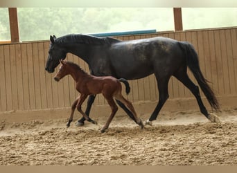 Hanoverian, Mare, , 16 hh, Brown