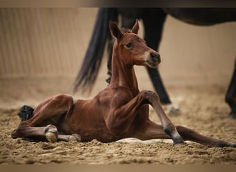 Hanoverian, Mare, , 16 hh, Brown