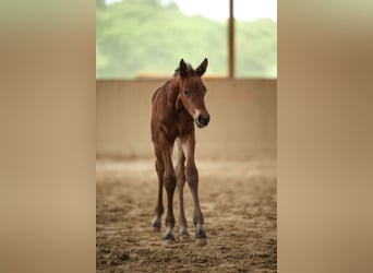 Hanoverian, Mare, , 16 hh, Brown