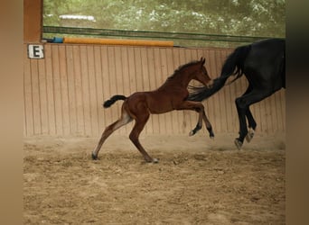 Hanoverian, Mare, , 16 hh, Brown
