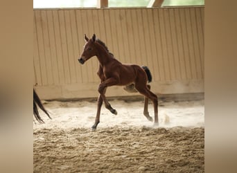 Hanoverian, Mare, , 16 hh, Brown