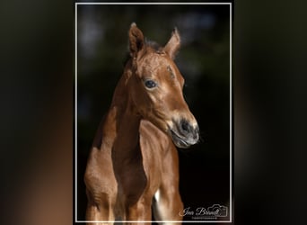 Hanoverian, Mare, , 16 hh, Brown