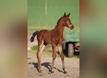 Hanoverian, Mare, , 16 hh, Brown