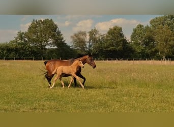 Hanoverian, Mare, Foal (05/2026), 16 hh, Palomino
