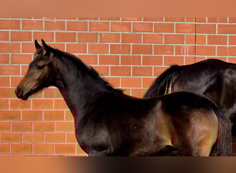 Hanoverian, Mare, Foal (05/2025), 16,1 hh, Bay-Dark
