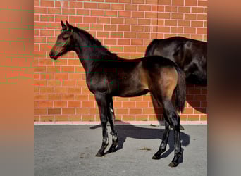 Hanoverian, Mare, Foal (05/2025), 16,1 hh, Bay-Dark