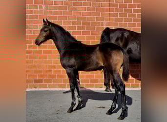 Hanoverian, Mare, Foal (05/2025), 16,1 hh, Bay-Dark