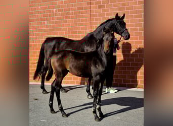 Hanoverian, Mare, Foal (05/2025), 16,1 hh, Bay-Dark