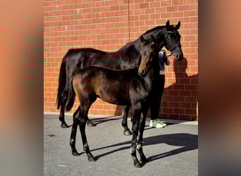 Hanoverian, Mare, Foal (05/2025), 16,1 hh, Bay-Dark