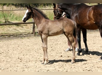 Hanoverian, Mare, , 16,1 hh, Black