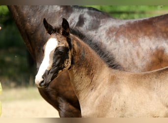 Hanoverian, Mare, , 16,1 hh, Black