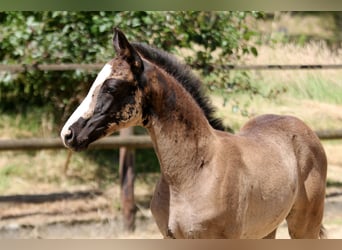Hanoverian, Mare, , 16,1 hh, Black
