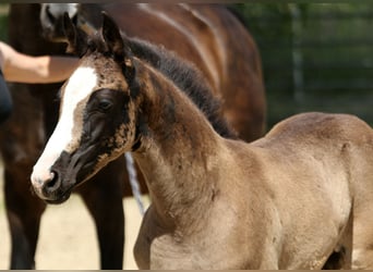 Hanoverian, Mare, , 16,1 hh, Black