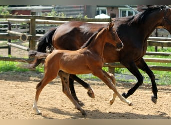 Hanoverian, Mare, Foal (05/2025), 16,1 hh, Brown