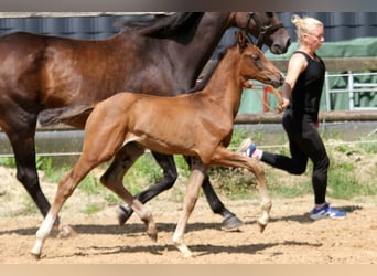 Hanoverian, Mare, Foal (05/2025), 16,1 hh, Brown