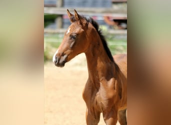 Hanoverian, Mare, Foal (05/2025), 16,1 hh, Brown