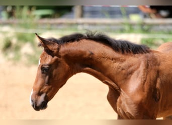 Hanoverian, Mare, Foal (05/2025), 16,1 hh, Brown