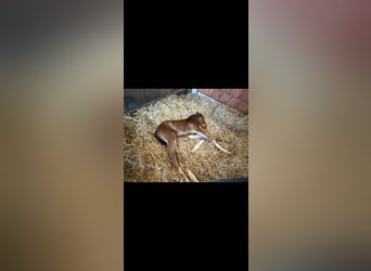 Hanoverian, Mare, Foal (04/2025), 16,1 hh, Brown