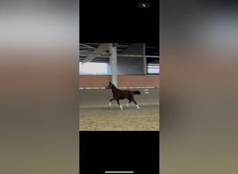 Hanoverian, Mare, Foal (04/2025), 16,1 hh, Brown