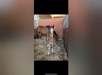 Hanoverian, Mare, Foal (04/2025), 16,1 hh, Brown