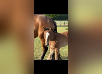 Hanoverian, Mare, Foal (04/2025), 16,1 hh, Brown