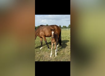 Hanoverian, Mare, Foal (04/2025), 16,1 hh, Brown