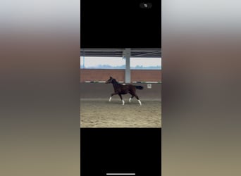 Hanoverian, Mare, Foal (04/2025), 16,1 hh, Brown