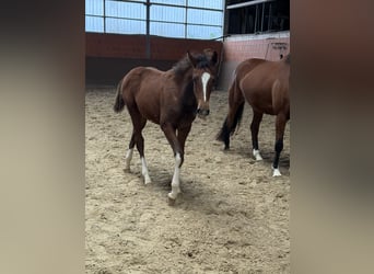 Hanoverian, Mare, Foal (04/2025), 16,1 hh, Brown