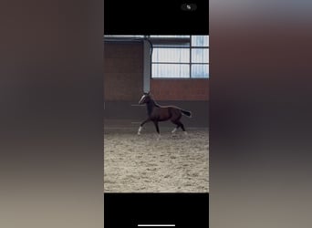 Hanoverian, Mare, Foal (04/2025), 16,1 hh, Brown