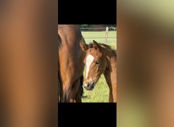 Hanoverian, Mare, Foal (04/2025), 16,1 hh, Brown