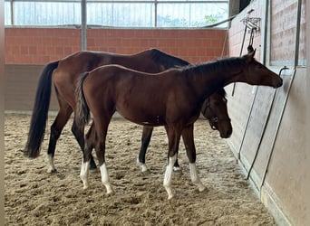 Hanoverian, Mare, Foal (04/2025), 16,1 hh, Brown