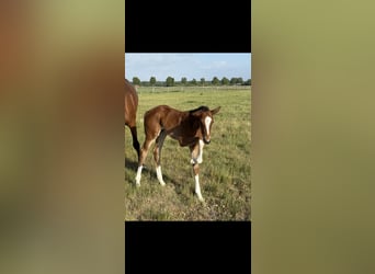Hanoverian, Mare, Foal (04/2025), 16,1 hh, Brown