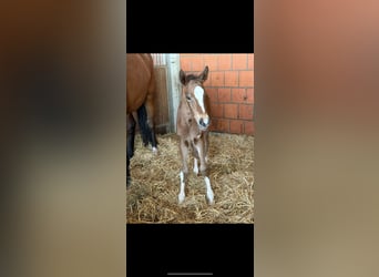 Hanoverian, Mare, Foal (04/2025), 16,1 hh, Brown
