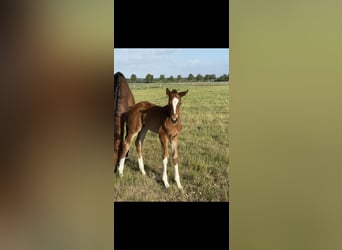 Hanoverian, Mare, Foal (04/2025), 16,1 hh, Brown