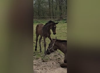Hanoverian, Mare, , 16,1 hh, Brown