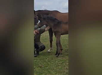 Hanoverian, Mare, , 16,1 hh, Brown