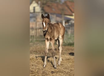 Hanoverian, Mare, Foal (04/2026), 16,1 hh, Brown
