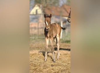 Hanoverian, Mare, Foal (04/2026), 16,1 hh, Brown