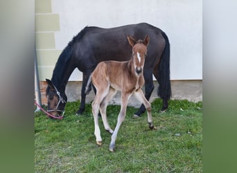 Hanoverian, Mare, Foal (04/2026), 16,1 hh, Brown