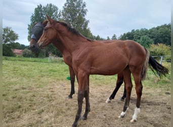 Hanoverian, Mare, Foal (04/2025), 16,1 hh, Brown