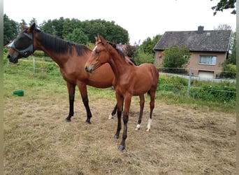Hanoverian, Mare, Foal (04/2025), 16,1 hh, Brown