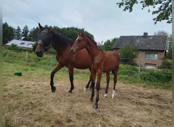 Hanoverian, Mare, Foal (04/2025), 16,1 hh, Brown