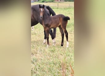 Hanoverian, Mare, Foal (06/2025), 16,1 hh, Can be white