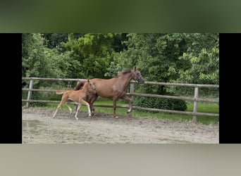 Hanoverian, Mare, , 16,1 hh, Chestnut-Red