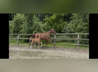 Hanoverian, Mare, , 16,1 hh, Chestnut-Red