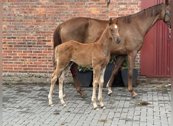 Hanoverian, Mare, , 16,1 hh, Chestnut-Red