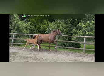 Hanoverian, Mare, , 16,1 hh, Chestnut-Red