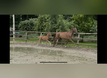 Hanoverian, Mare, , 16,1 hh, Chestnut-Red
