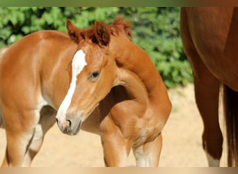Hanoverian, Mare, , 16,1 hh, Chestnut-Red
